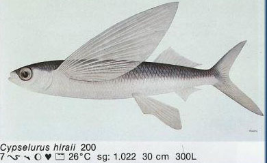 Cypselurus hiraii